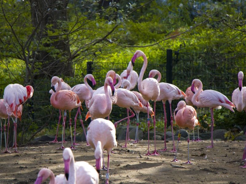 Zoo Berlin