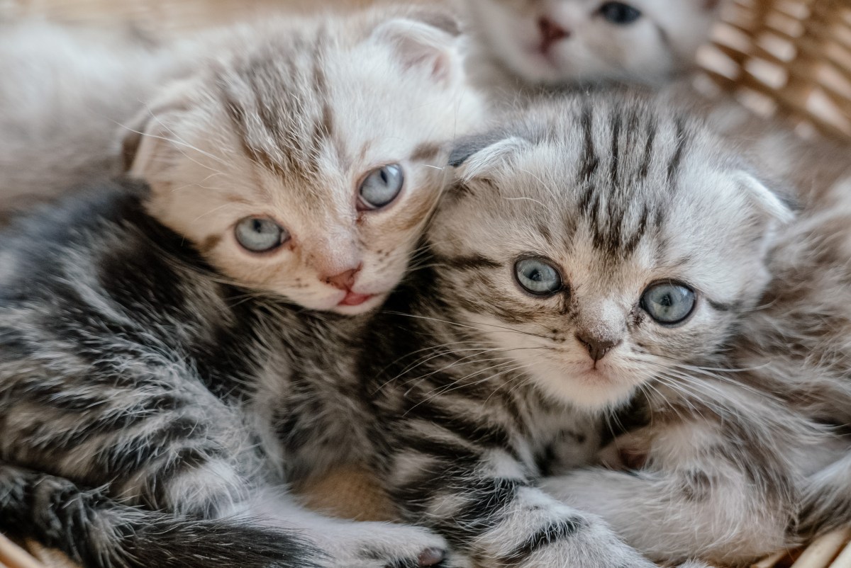 Scottish Fold Kitten