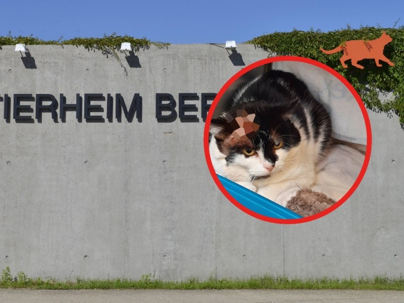 Tierheim Berlin
