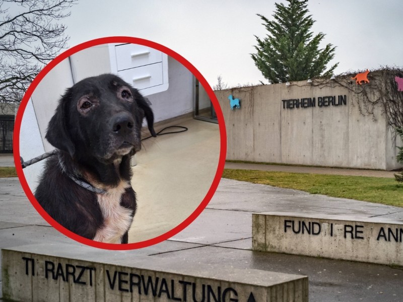 Tierheim Berlin