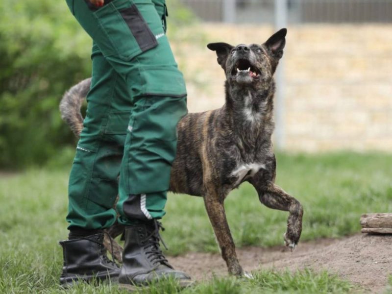 Tierheim Berlin