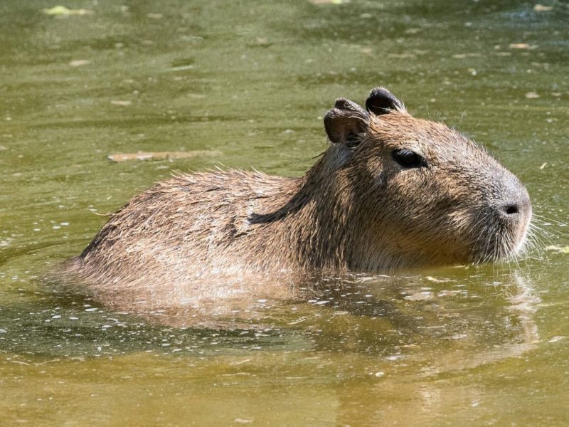 Zoo Berlin