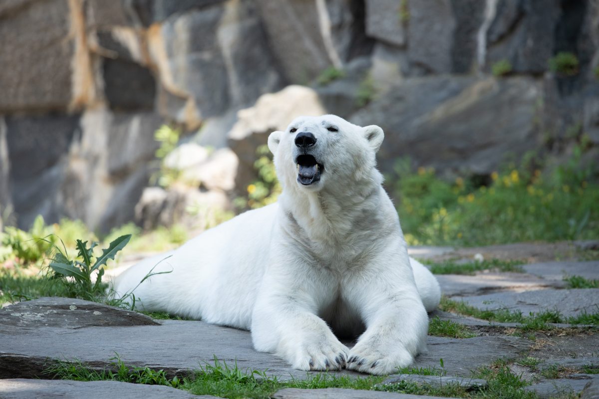 Zoo Berlin