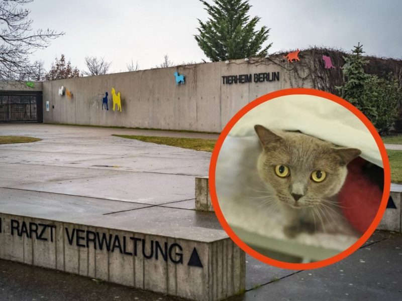 Tierheim Berlin