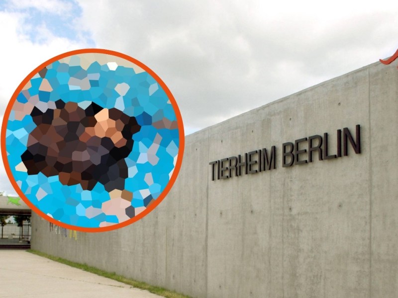 Tierheim Berlin