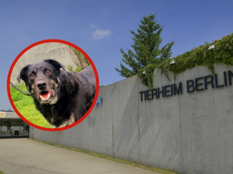Tierheim Berlin