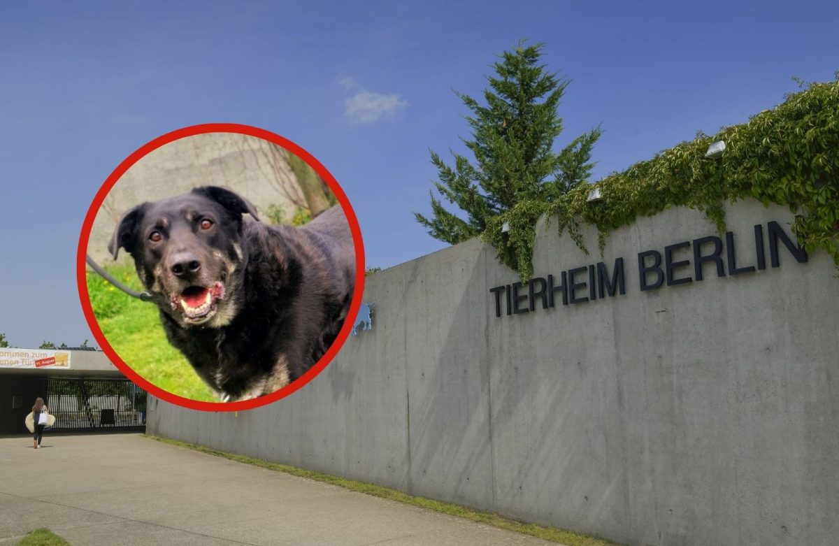 Tierheim Berlin