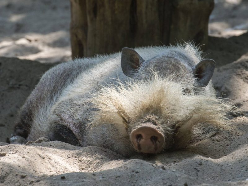 Zoo Berlin