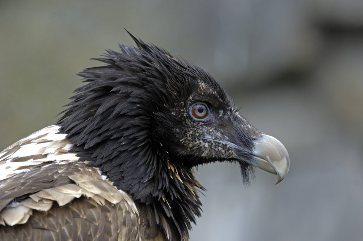 Tierpark Berlin