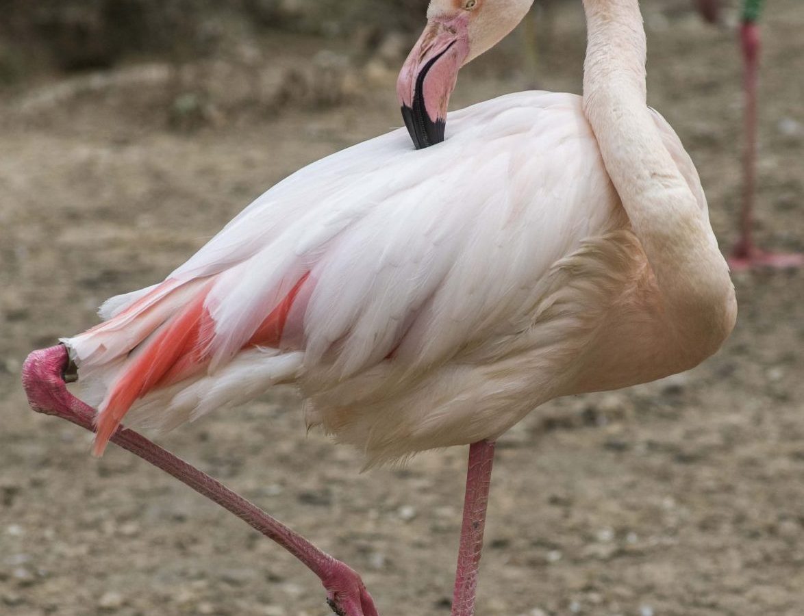 Zoo Berlin