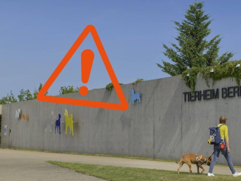 Tierheim Berlin