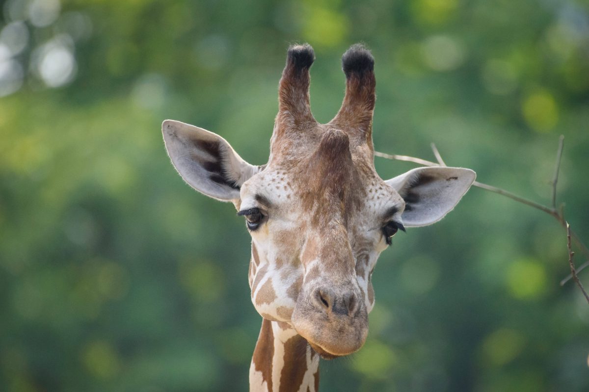 Tierpark Berlin