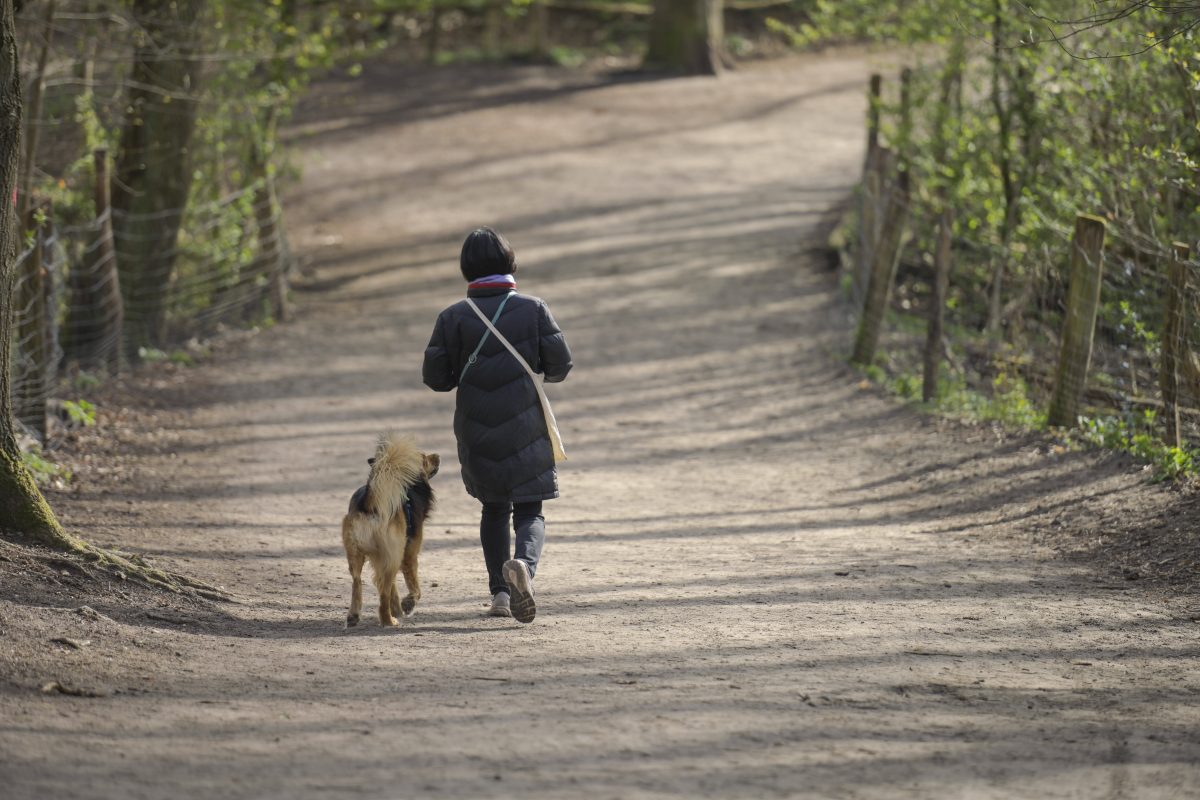 Hunde in Berlin