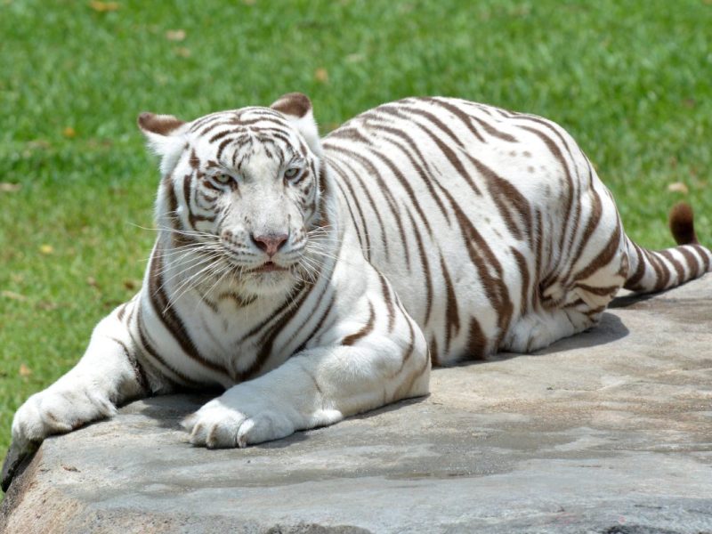 Tierpark in Brandenburg