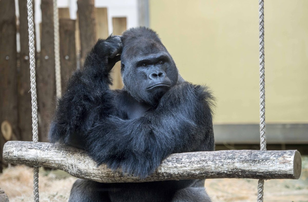 Zoo Berlin