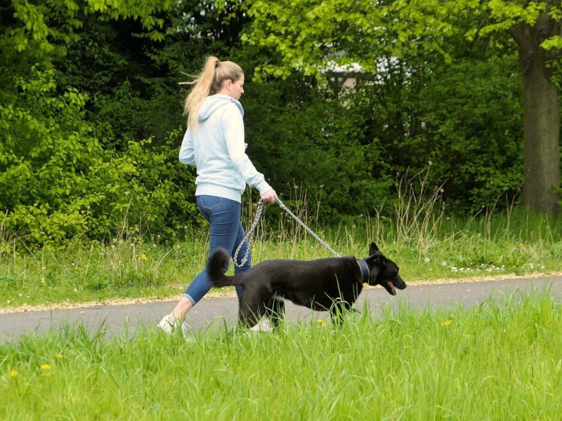 Hunde in Berlin