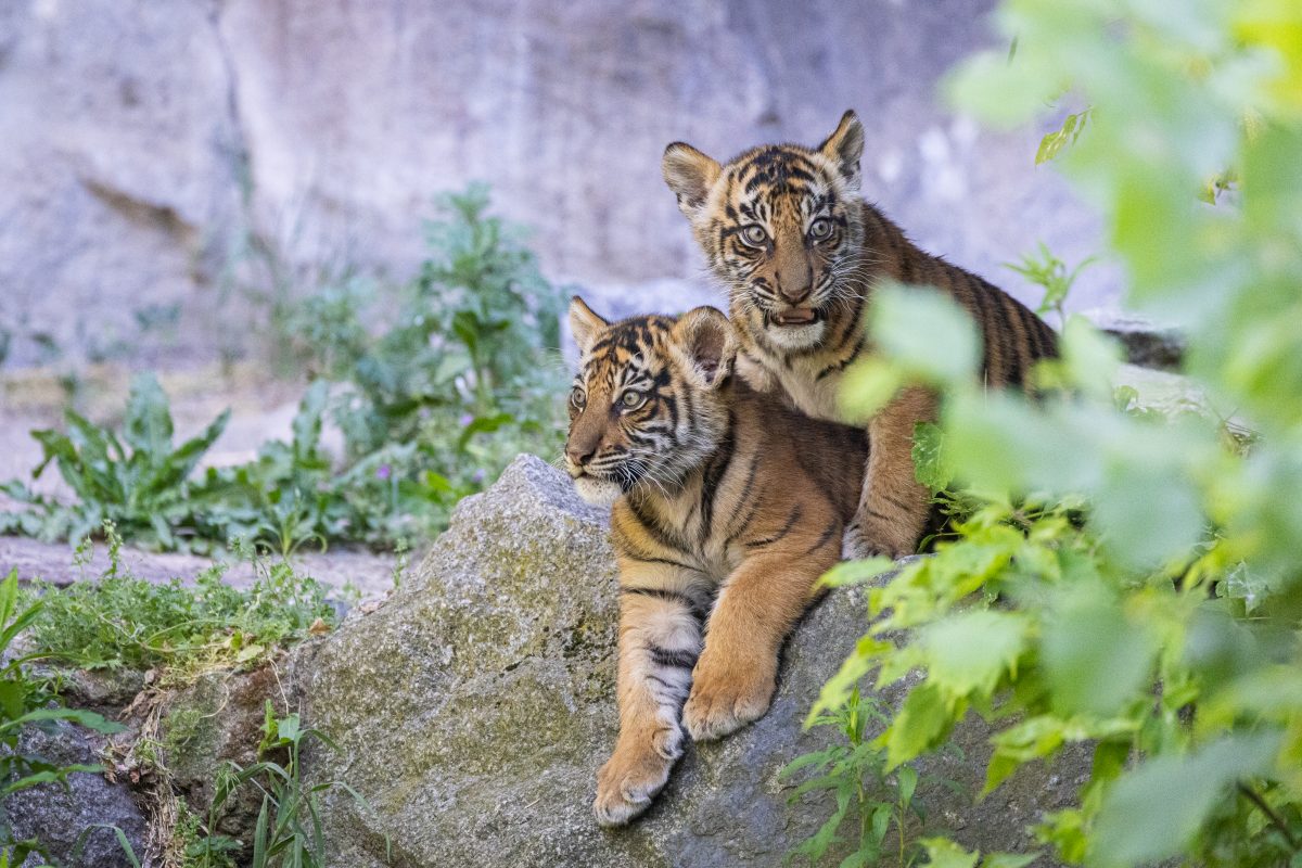 Tierpark Berlin