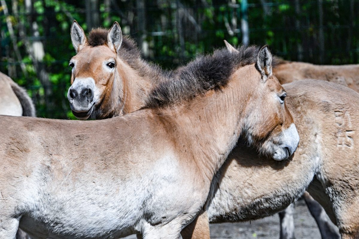 Tierpark Berlin