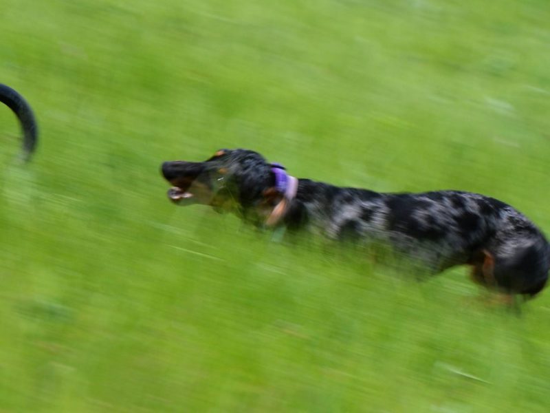 Hund in Berlin