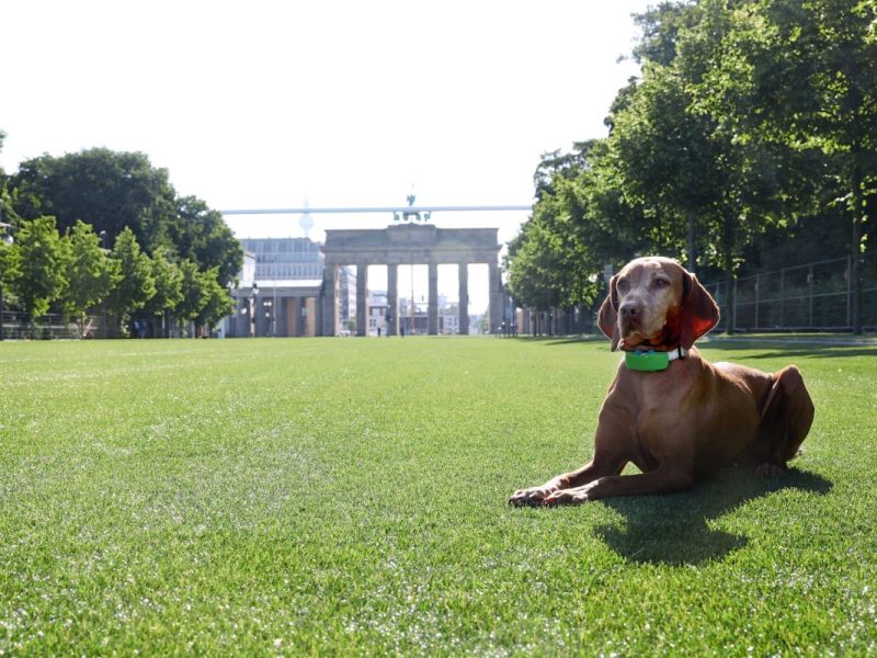Hund in Berlin