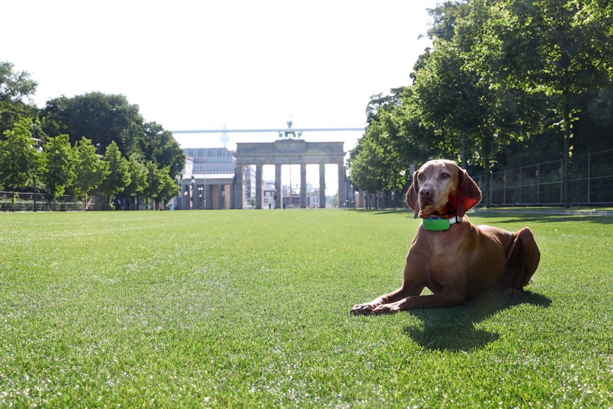 Hund in Berlin