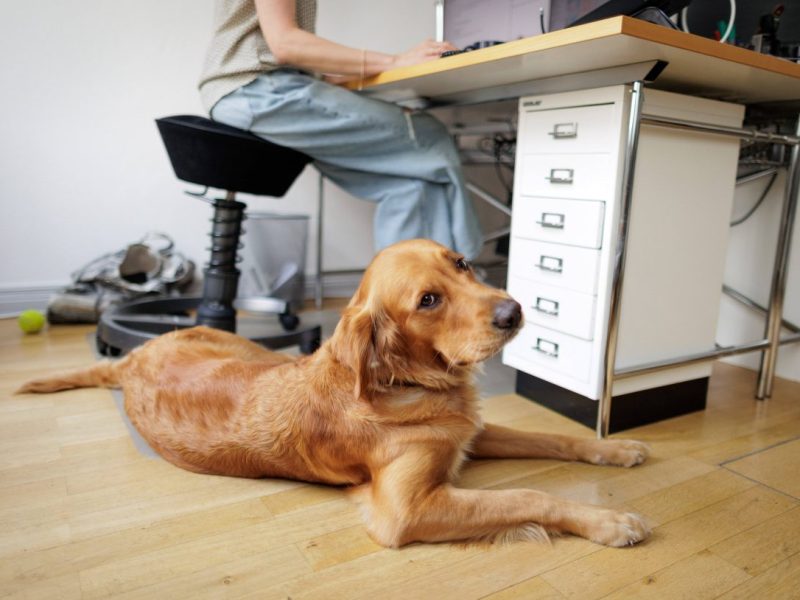 Hunde in Berlin