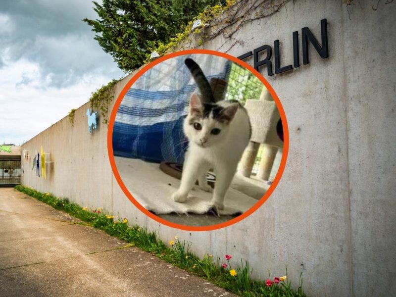Tierheim Berlin