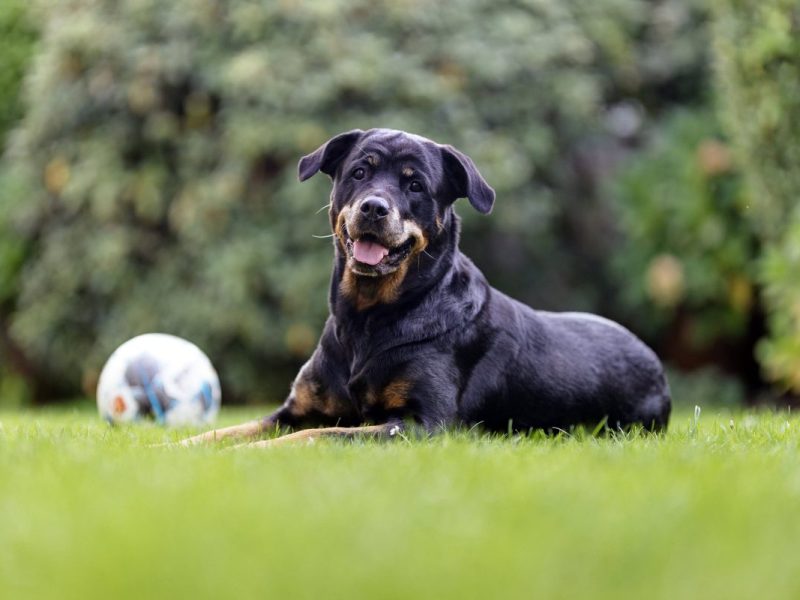 Hund in Berlin