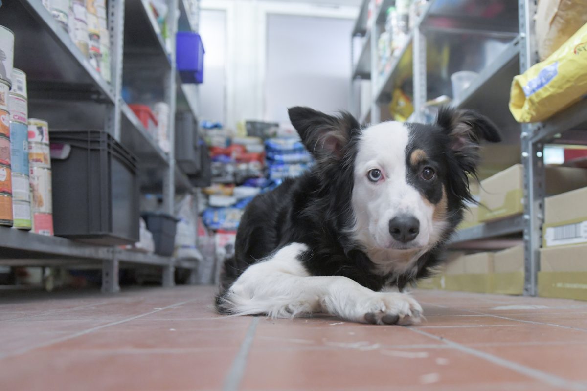 Ein Hund im Futterlager der Berliner Tiertafel.