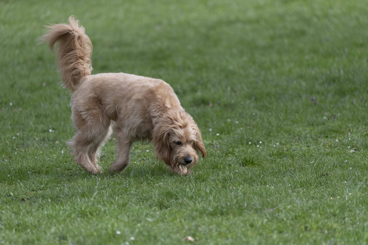 Hunde in Berlin