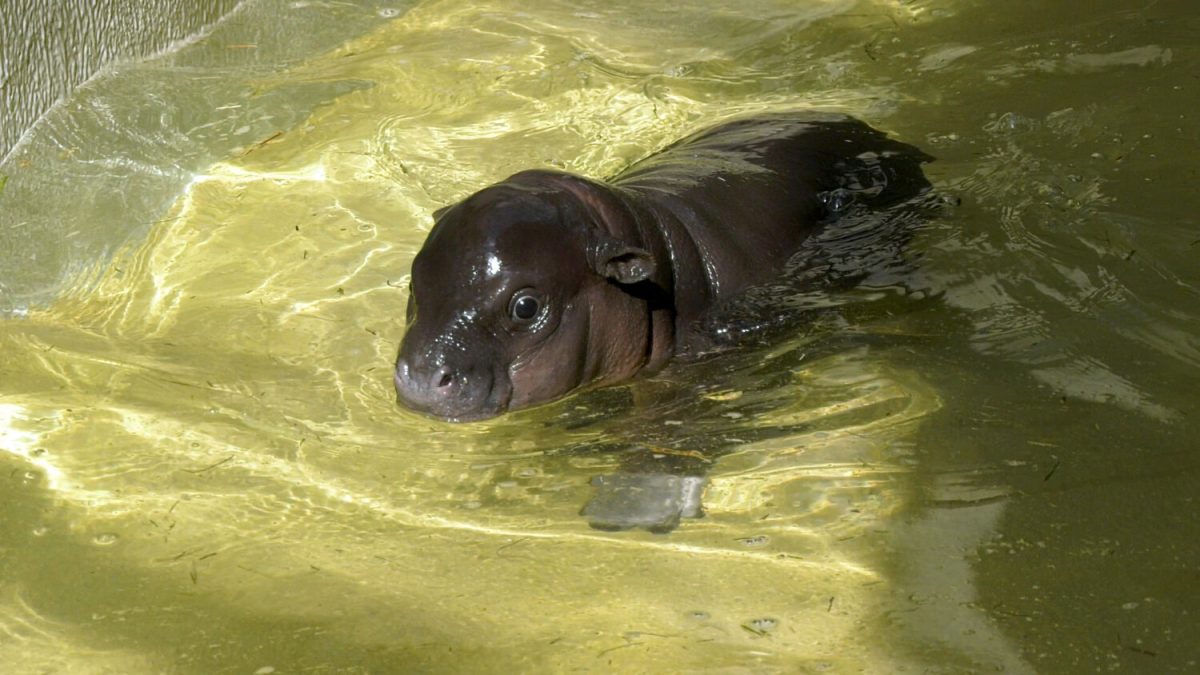 Zoo Berlin