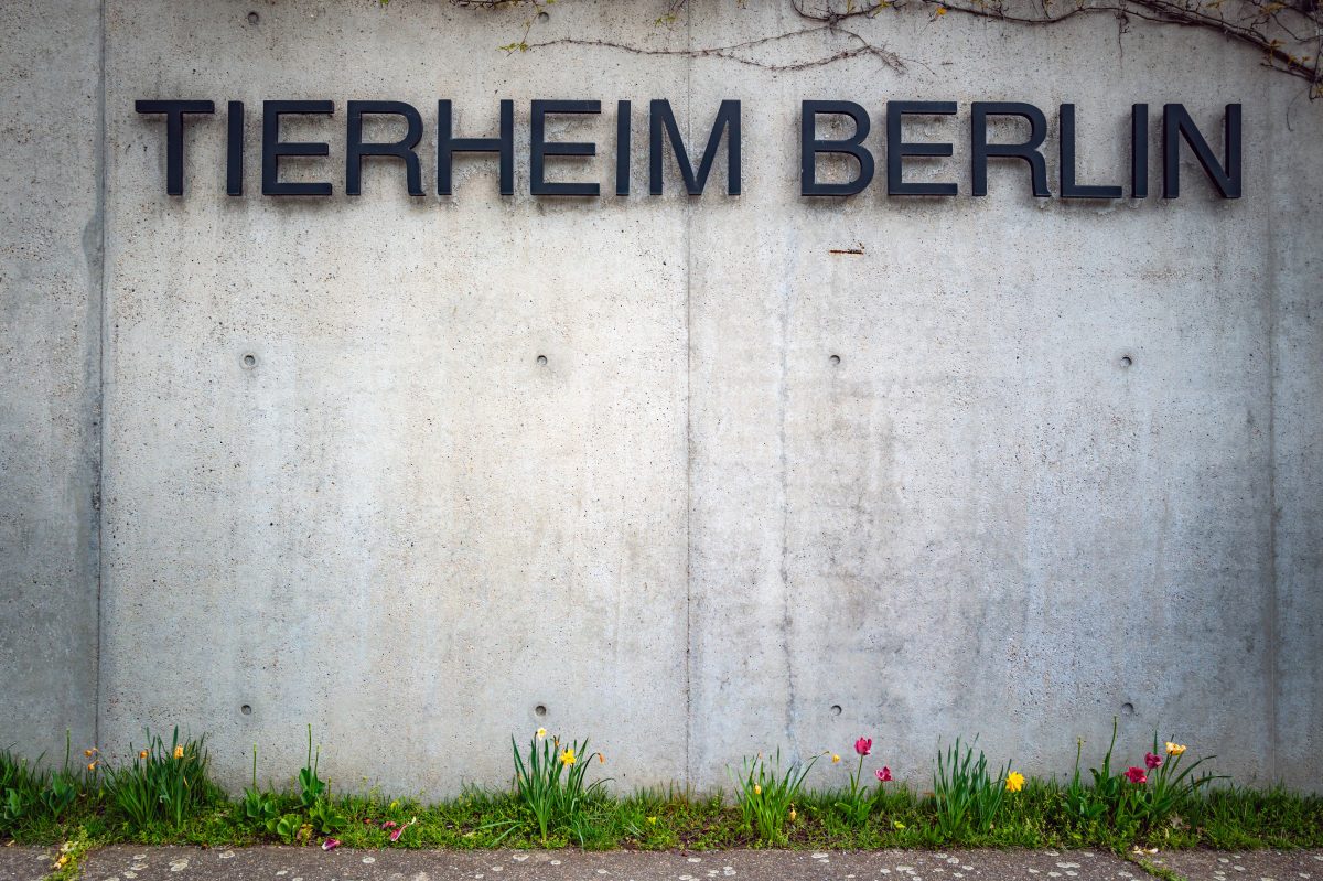 Tierheim Berlin