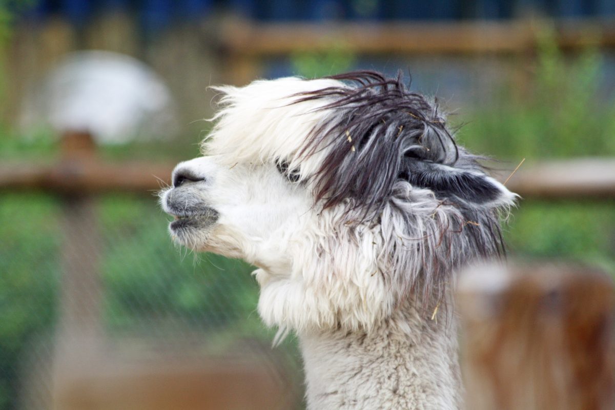 Tierpark Berlin