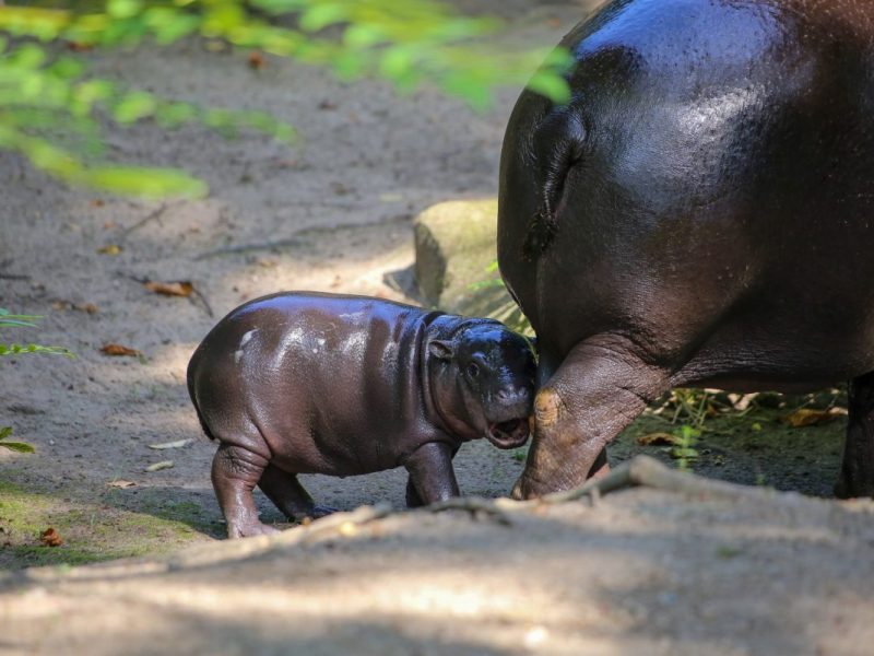 Zoo Berlin muss eingreifen – es geht um Baby-Hippo Toni