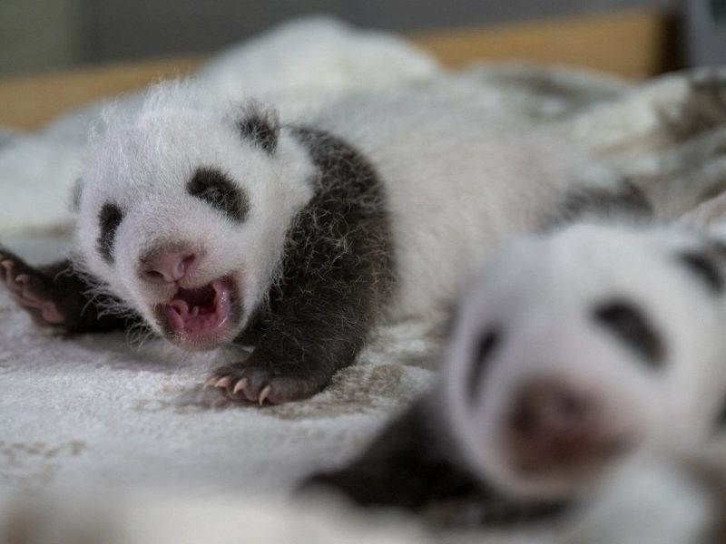 Zoo Berlin: Aufregung um Panda-Zwillinge – jetzt zählt jede Sekunde