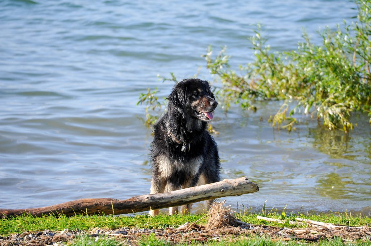 Hund in Berlin