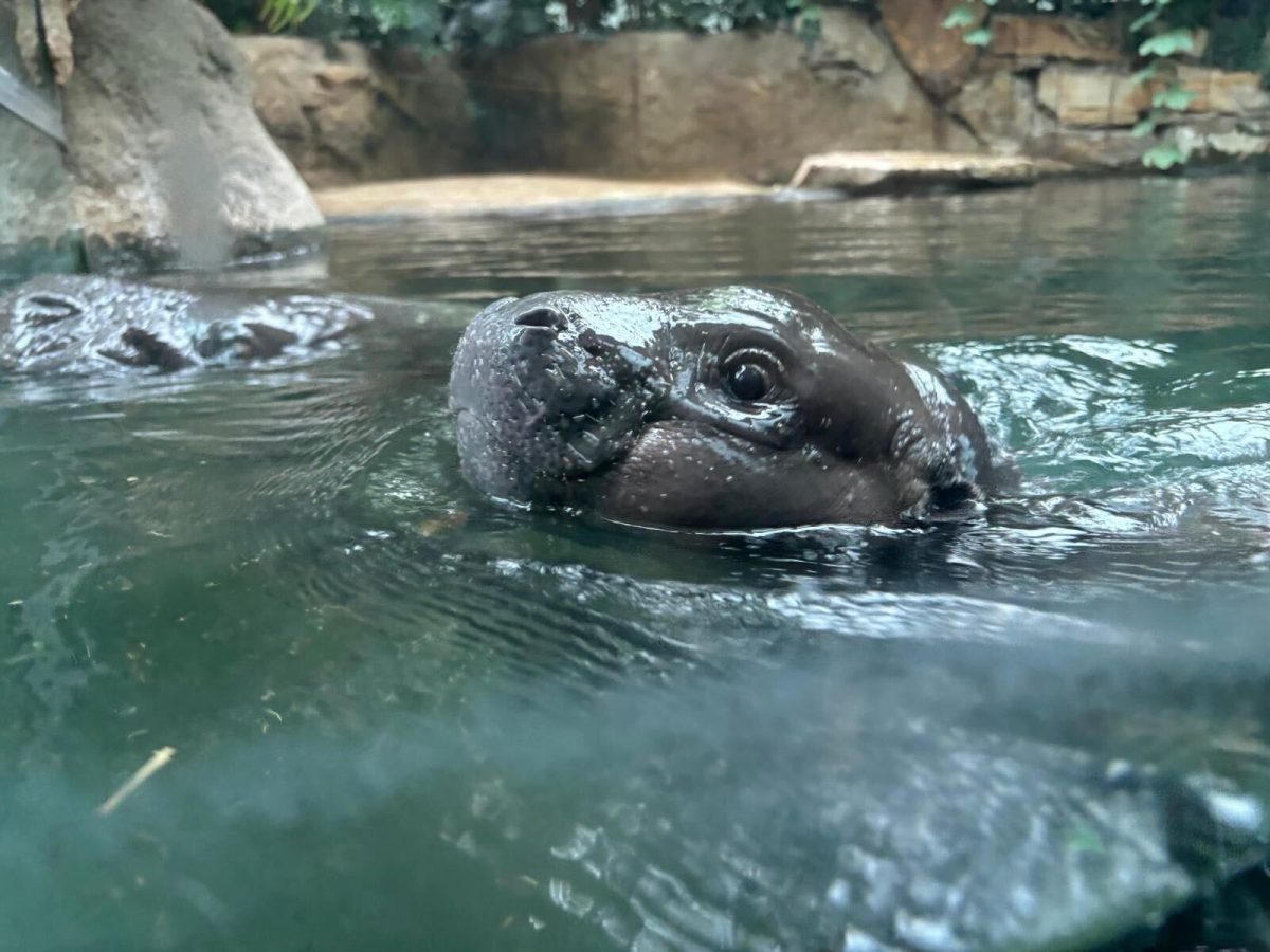 Am 29. Oktober ging es fÃ¼r die kleine Hippo-Dame das erste Mal vor Publikum auf Tauchgang. Immer wieder taucht Toni auf um Luft zu holen.