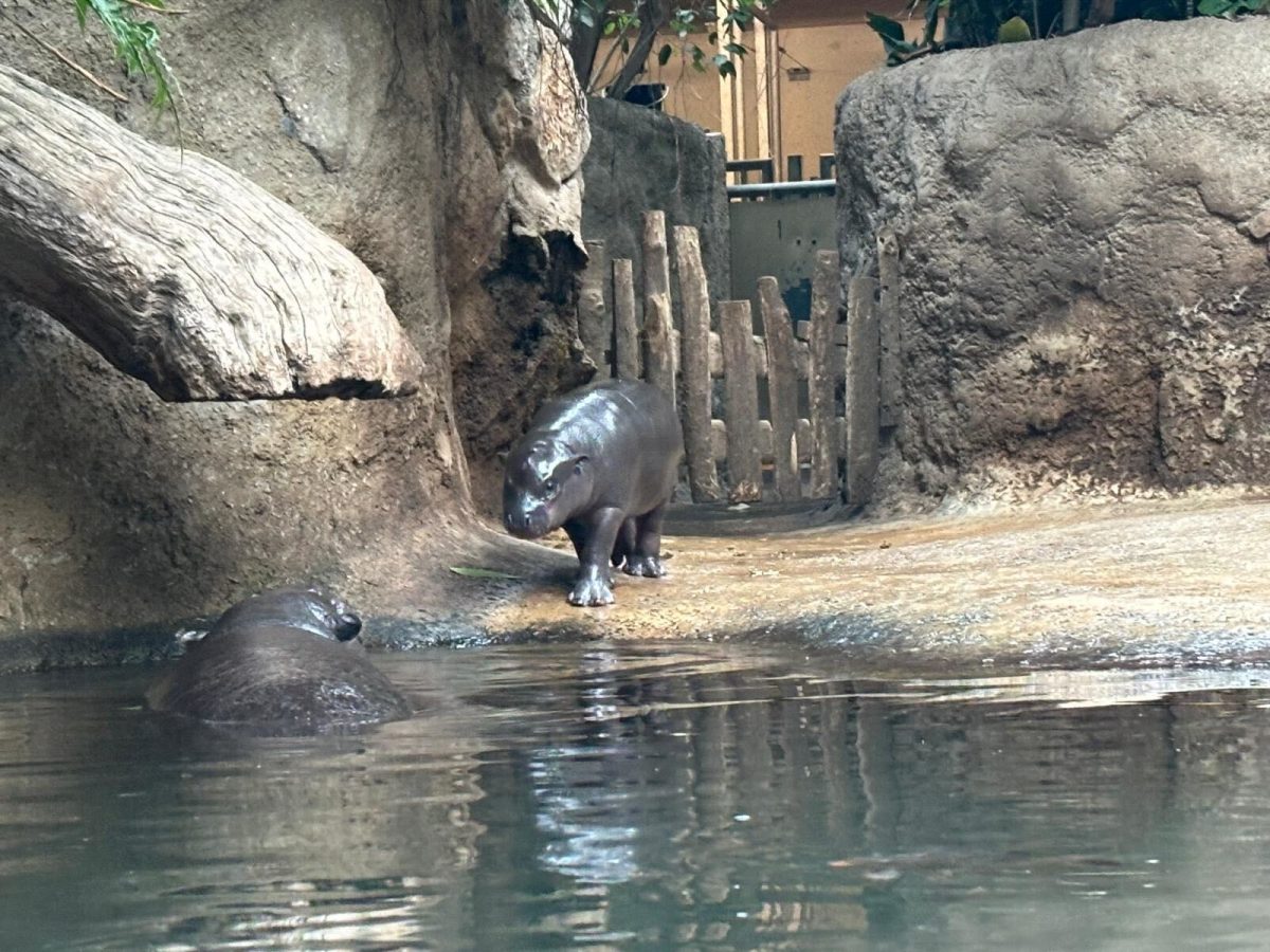 Baby Toni aus dem Zoo Berlin ist ein kleiner groÃŸer Star.