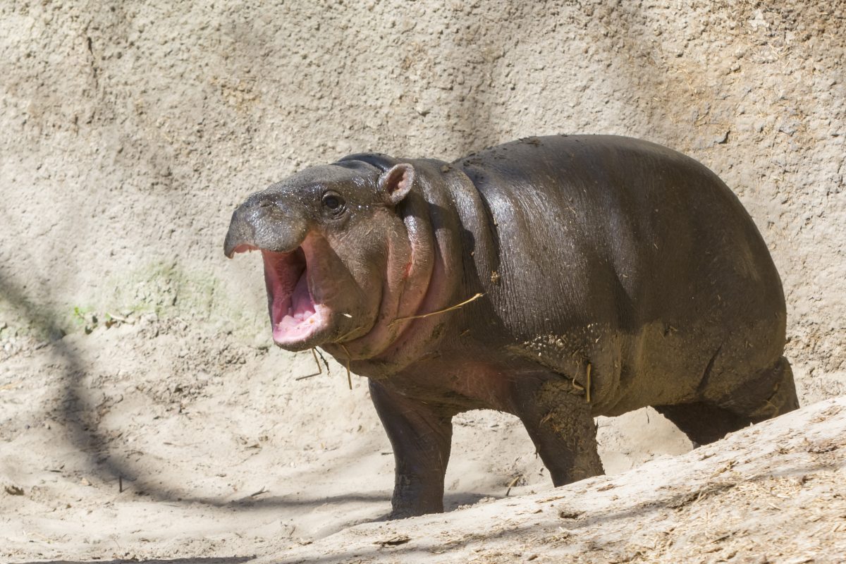 Zoo Berlin