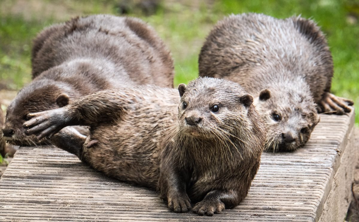 Tierpark Berlin