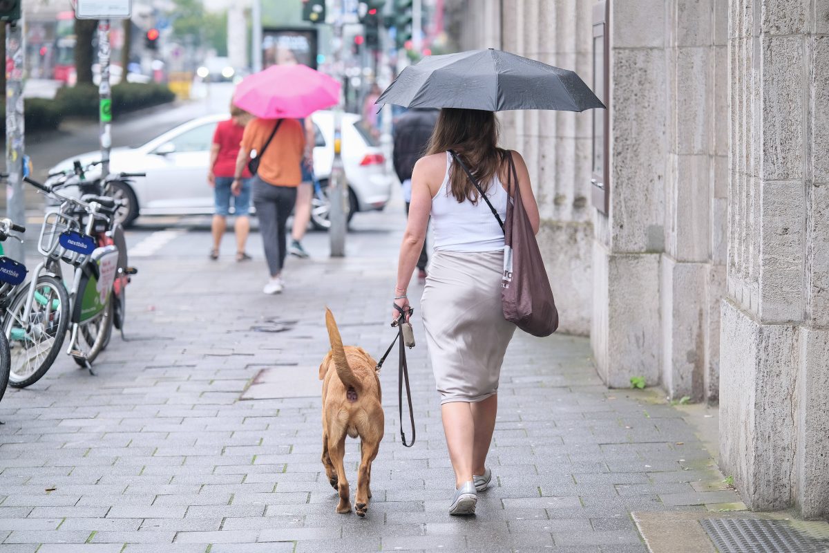 Hund in Berlin