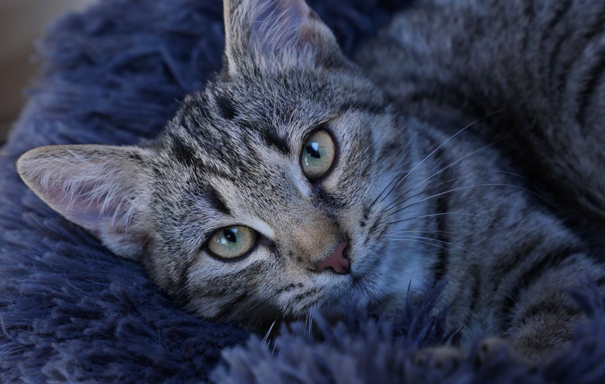 Ein Pfleger im Tierheim Berlin unternahm eine besondere Rettungsaktion fÃ¼r eine Katze. (Symbolbild)