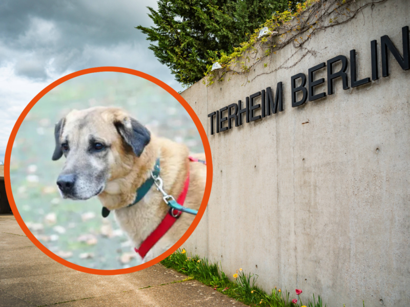 Tierheim Berlin
