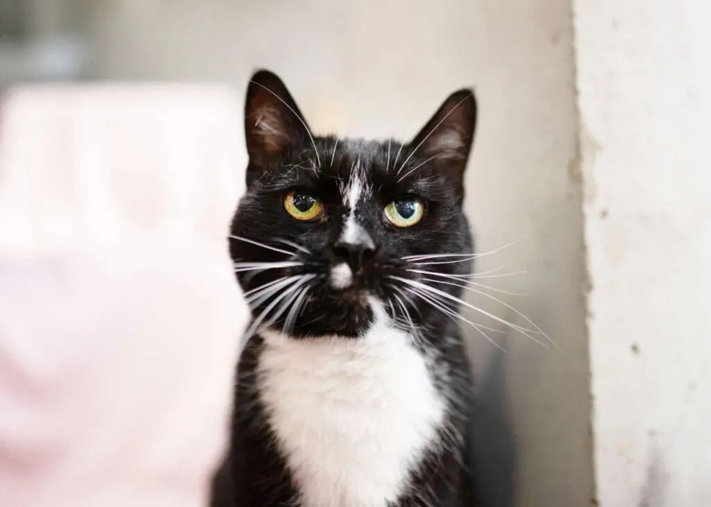 Katze Mia wartet im Tierheim Berlin auf ihr groÃŸes GlÃ¼ck.