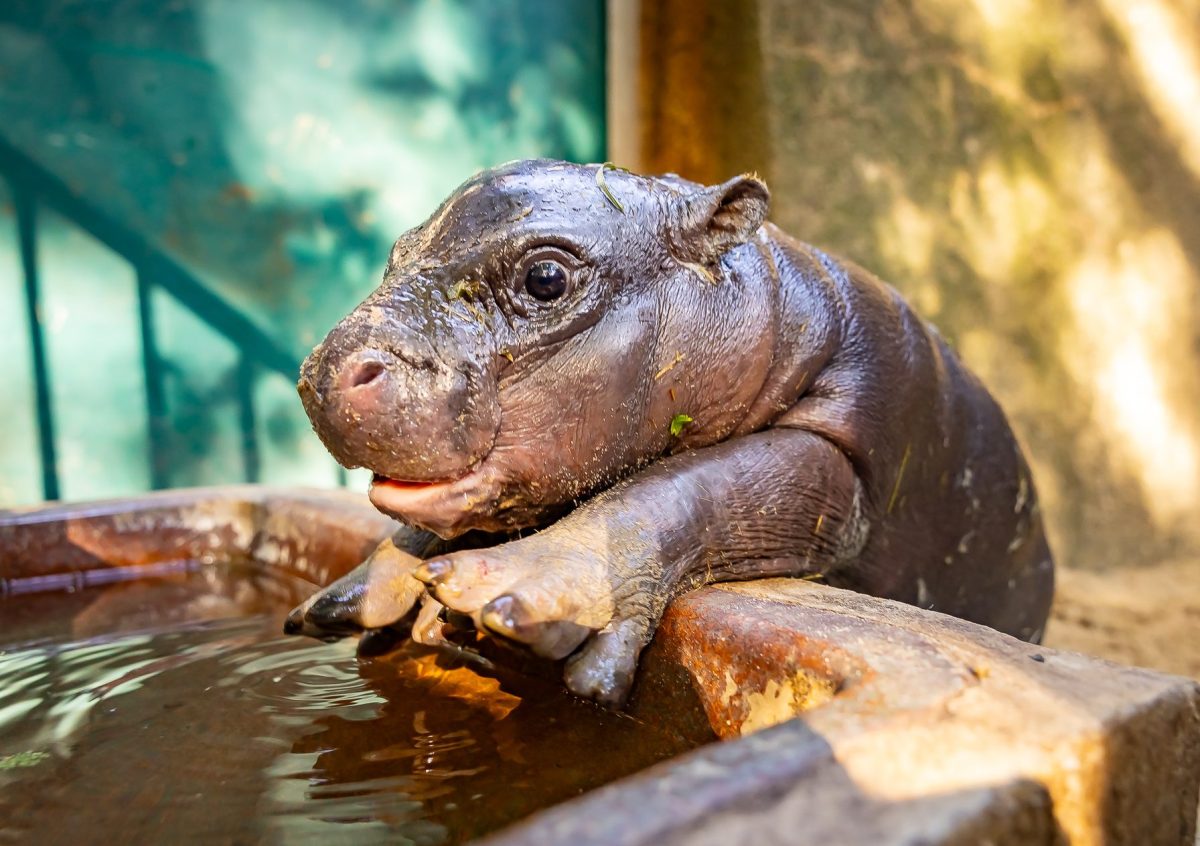 Zoo Berlin