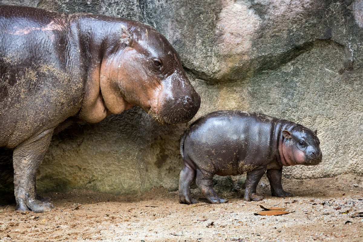 Zoo Berlin