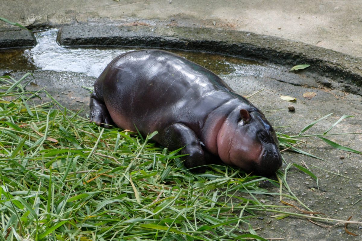 Zoo Berlin