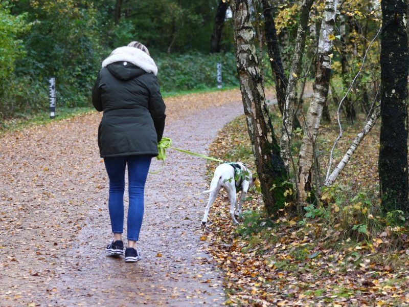 Hunde in Berlin